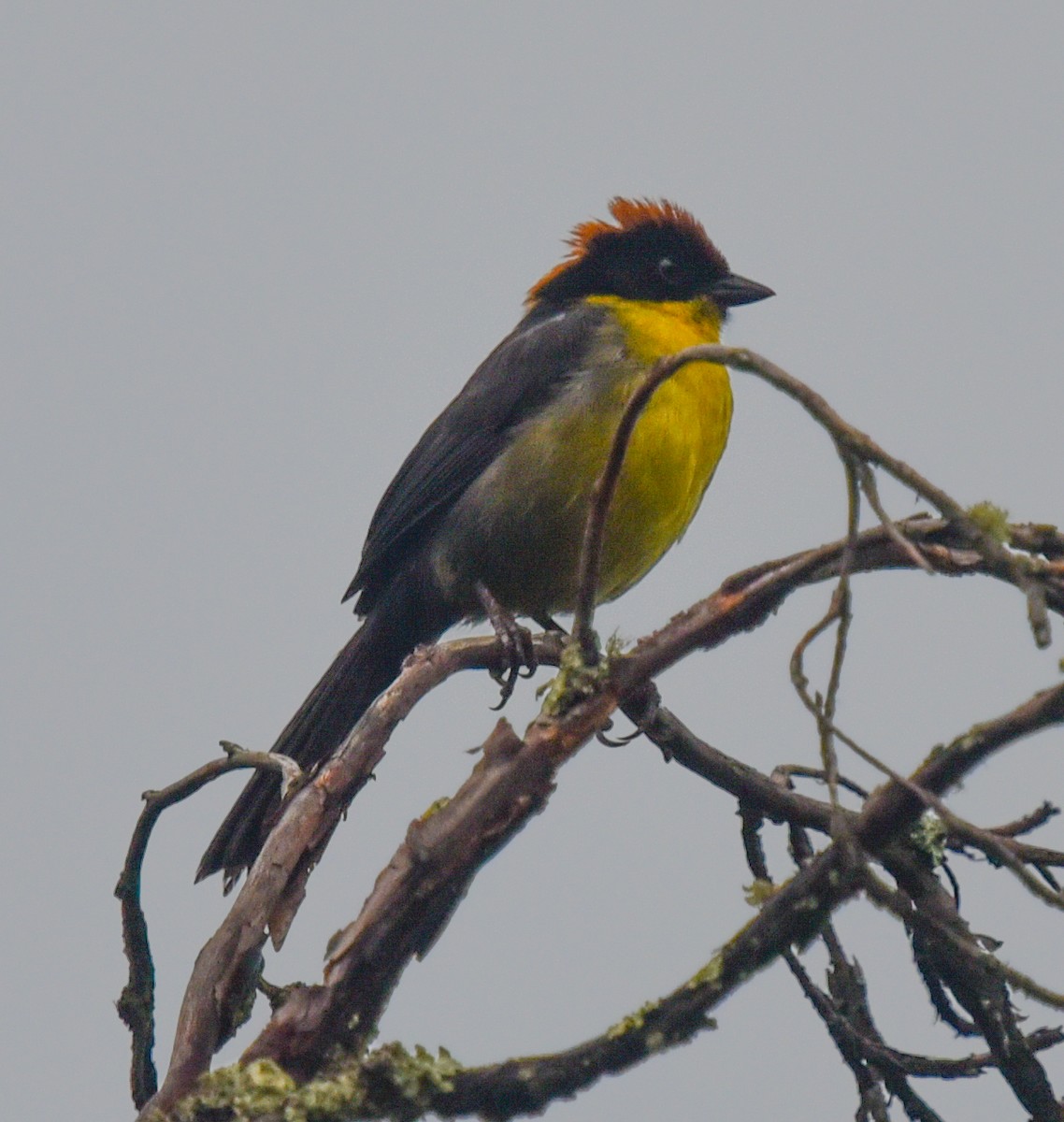 Yellow-breasted Brushfinch (Yellow-breasted) - ML616585671