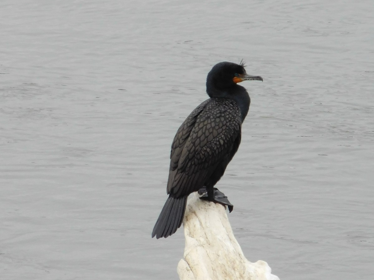 Double-crested Cormorant - ML616585892