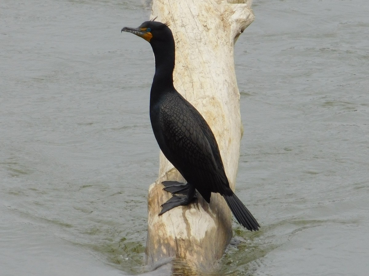 Double-crested Cormorant - ML616585893