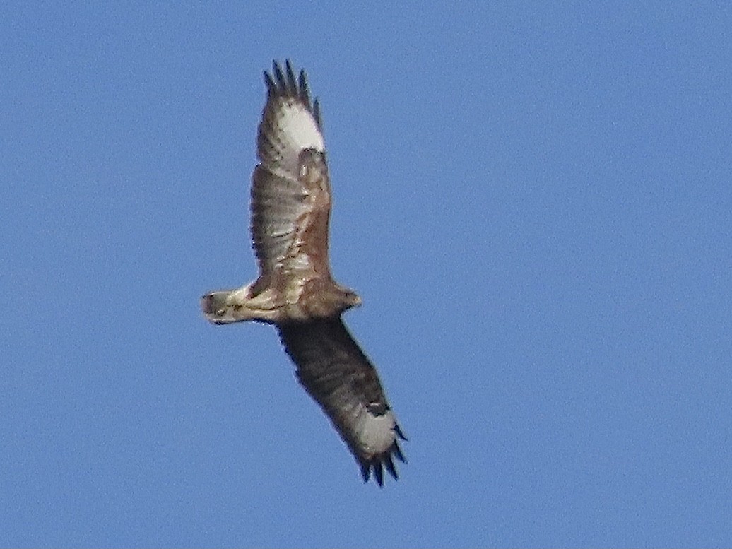 Common Buzzard - ML616585904