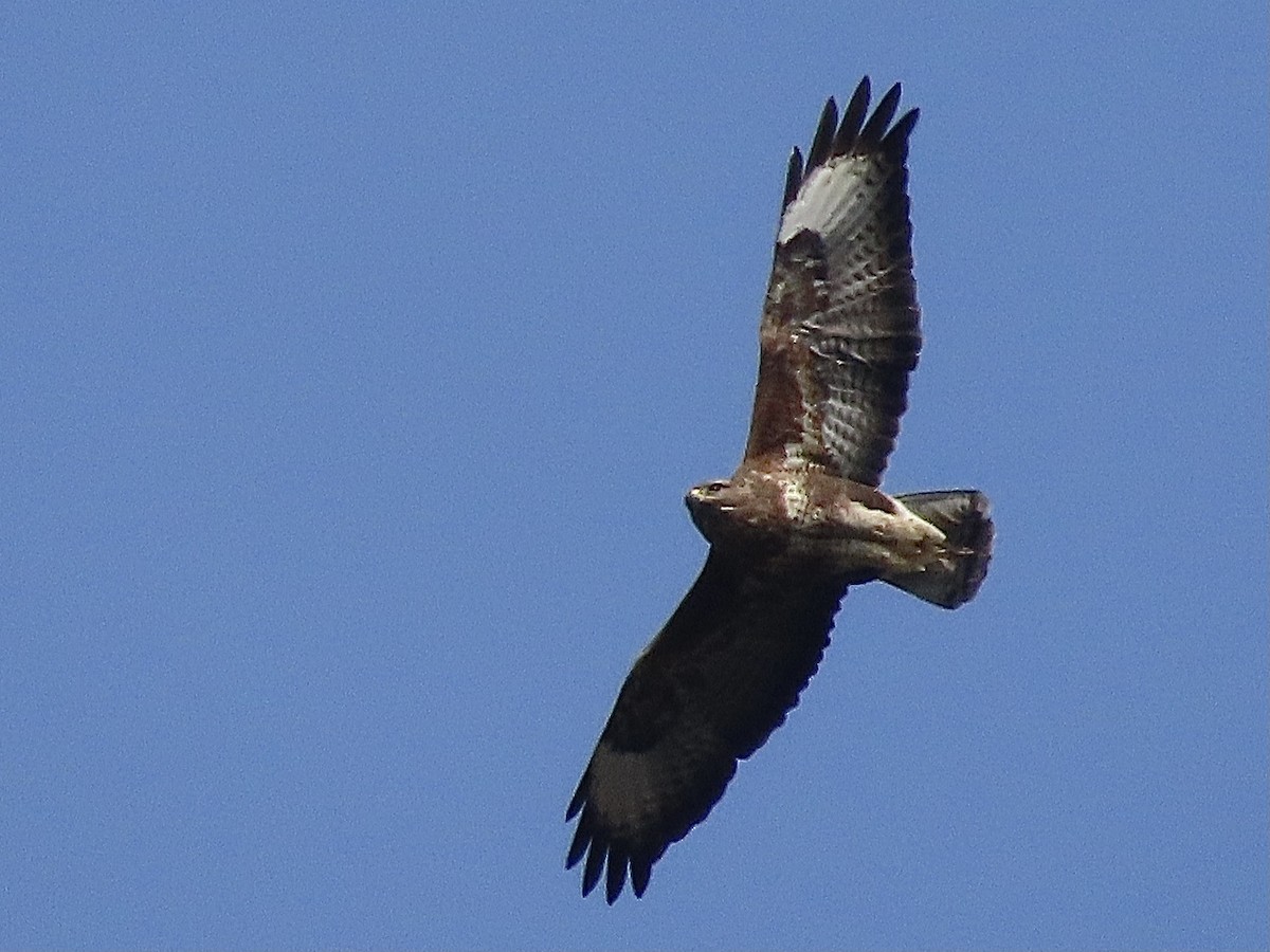 Common Buzzard - ML616585905