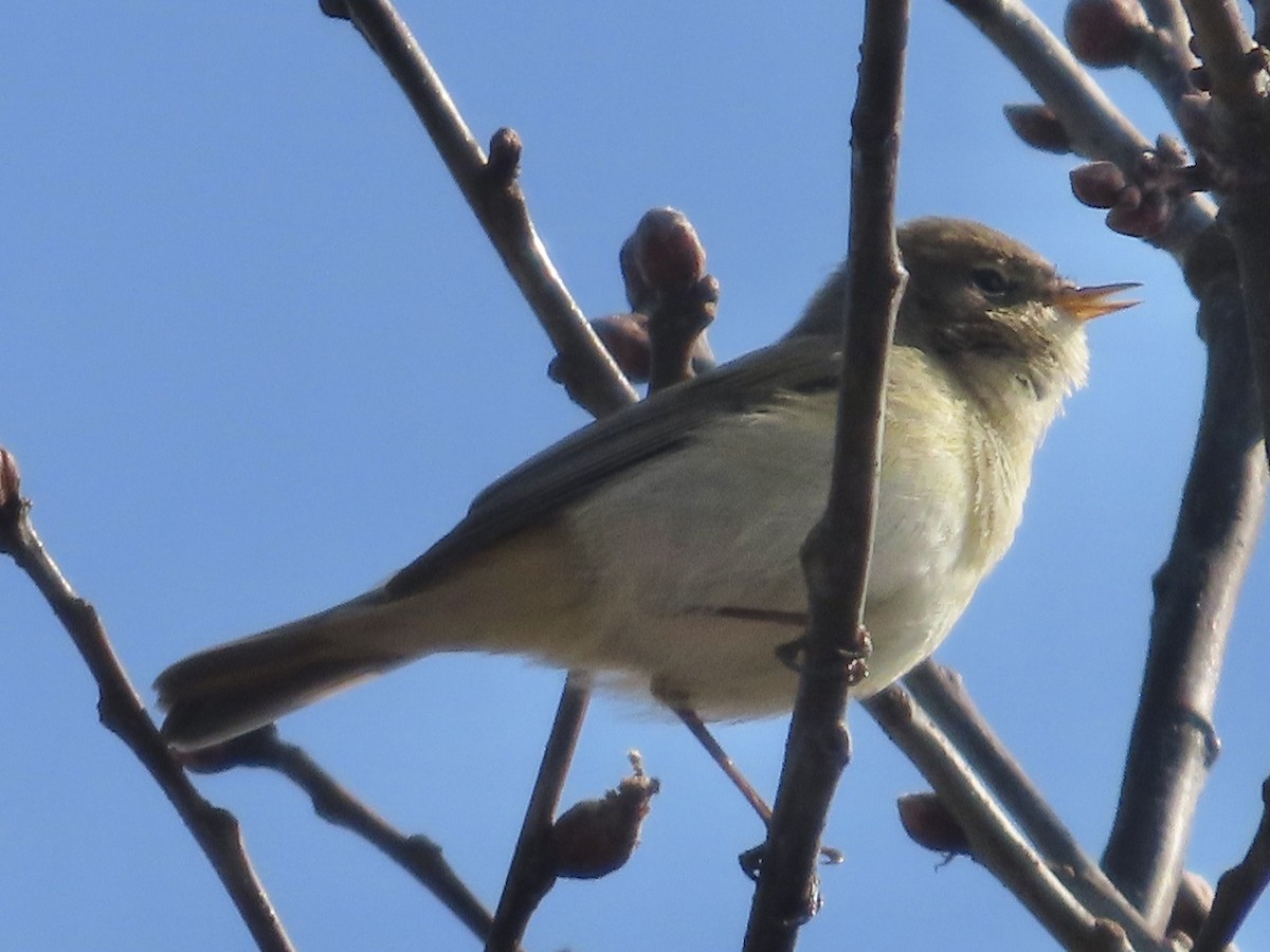 Common Chiffchaff - ML616585926