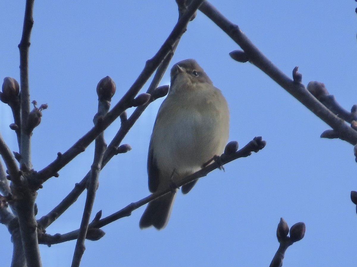 Common Chiffchaff - ML616585927