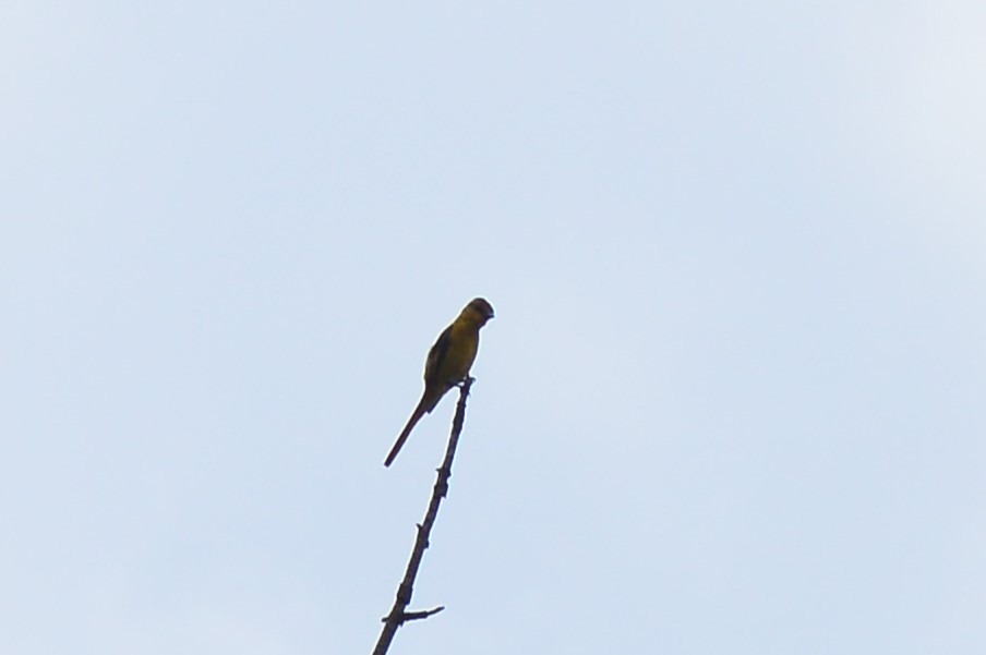 minivet sp. - ML616585929