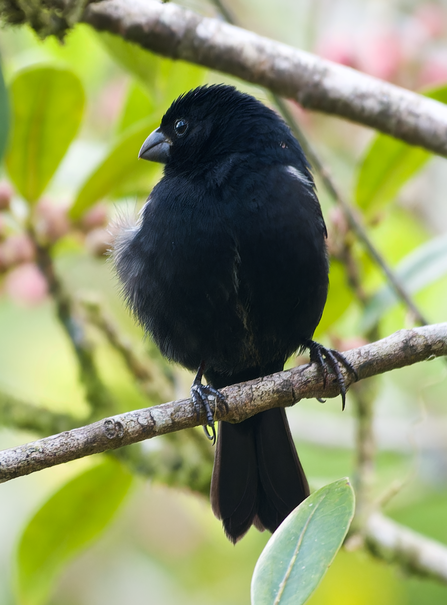 Variable Seedeater - ML616585958