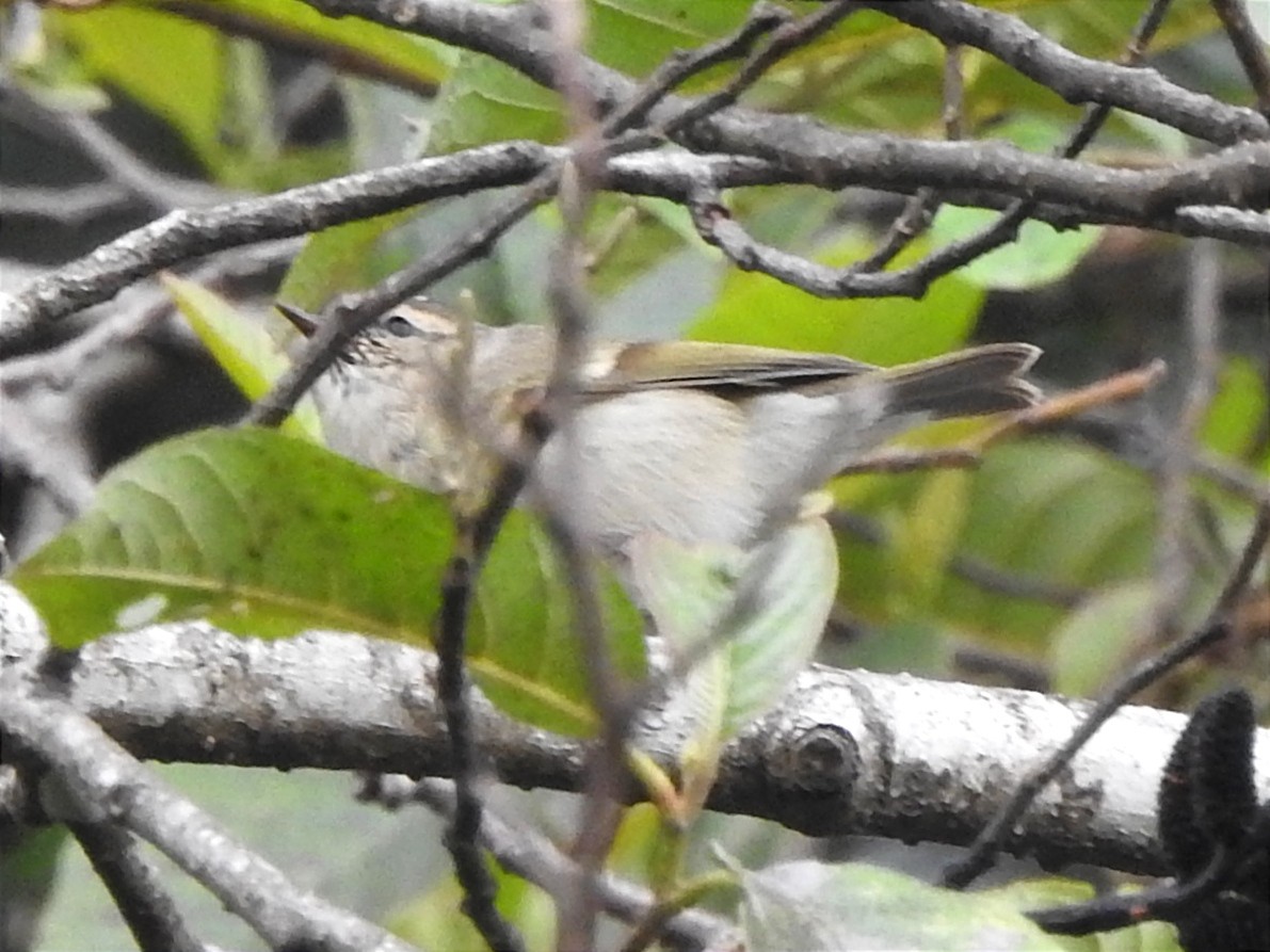 Hume's Warbler - ML616585961