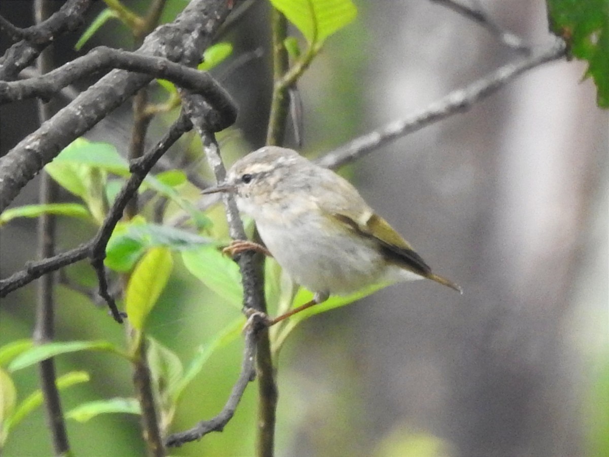 Hume's Warbler - ML616585962