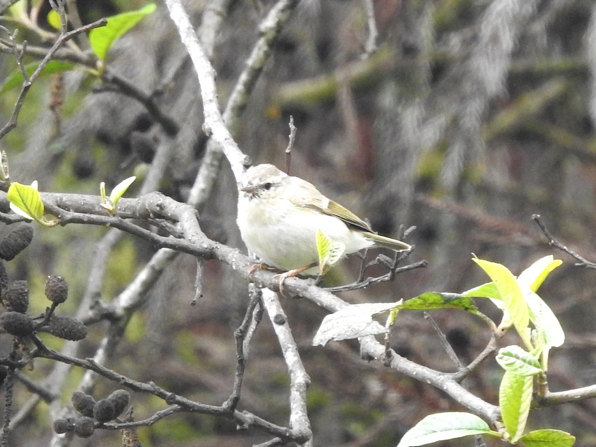 Hume's Warbler - ML616585963
