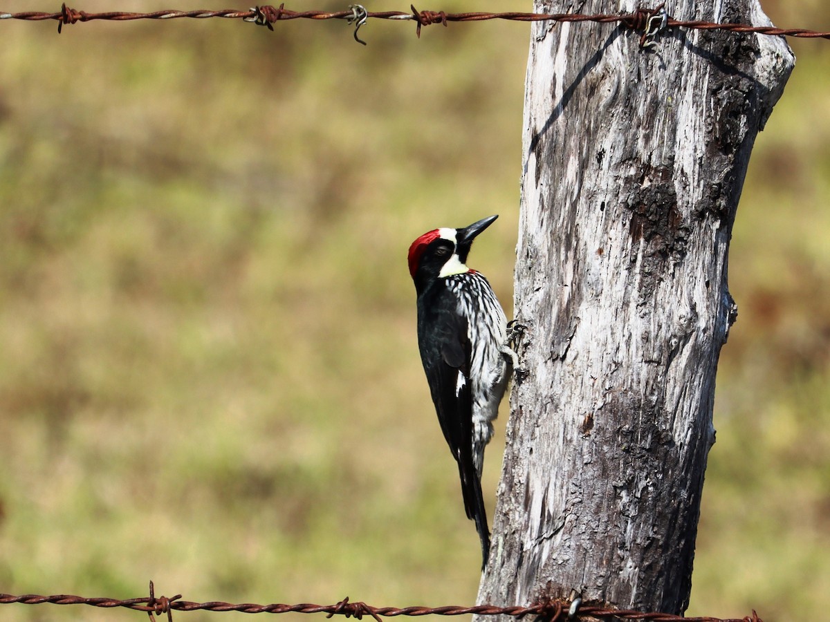 Acorn Woodpecker - ML616585997