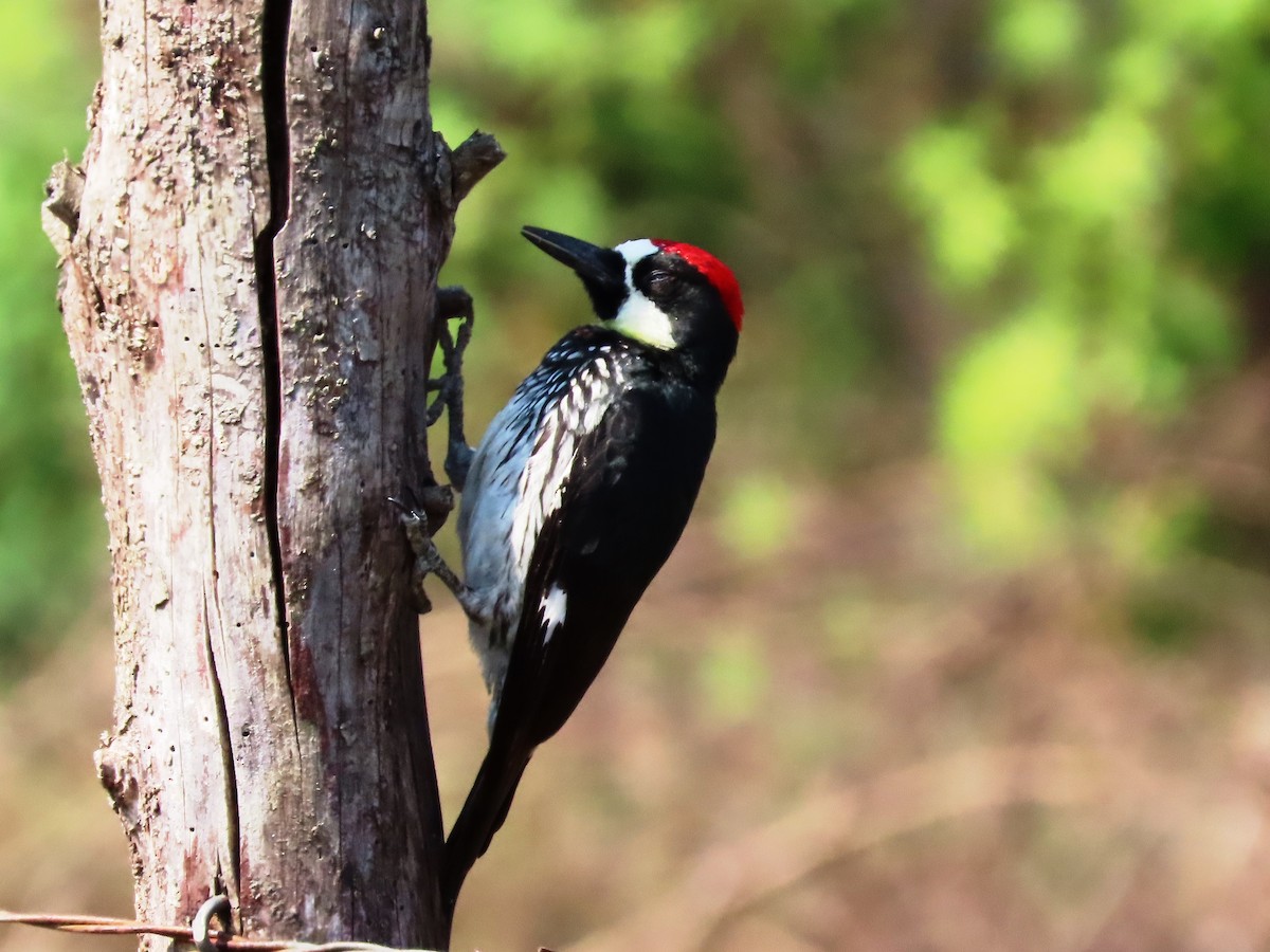 Acorn Woodpecker - ML616585998