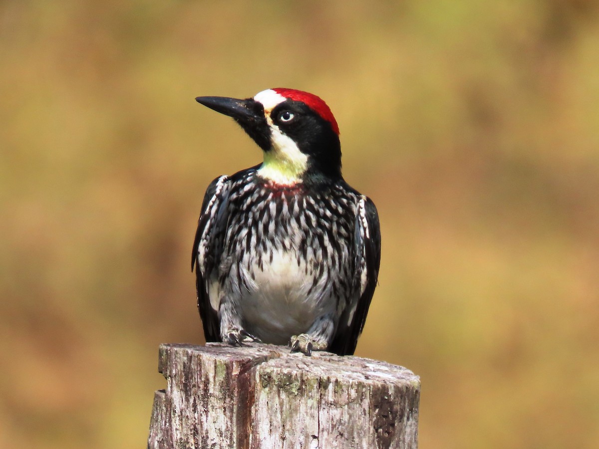 Acorn Woodpecker - ML616586000