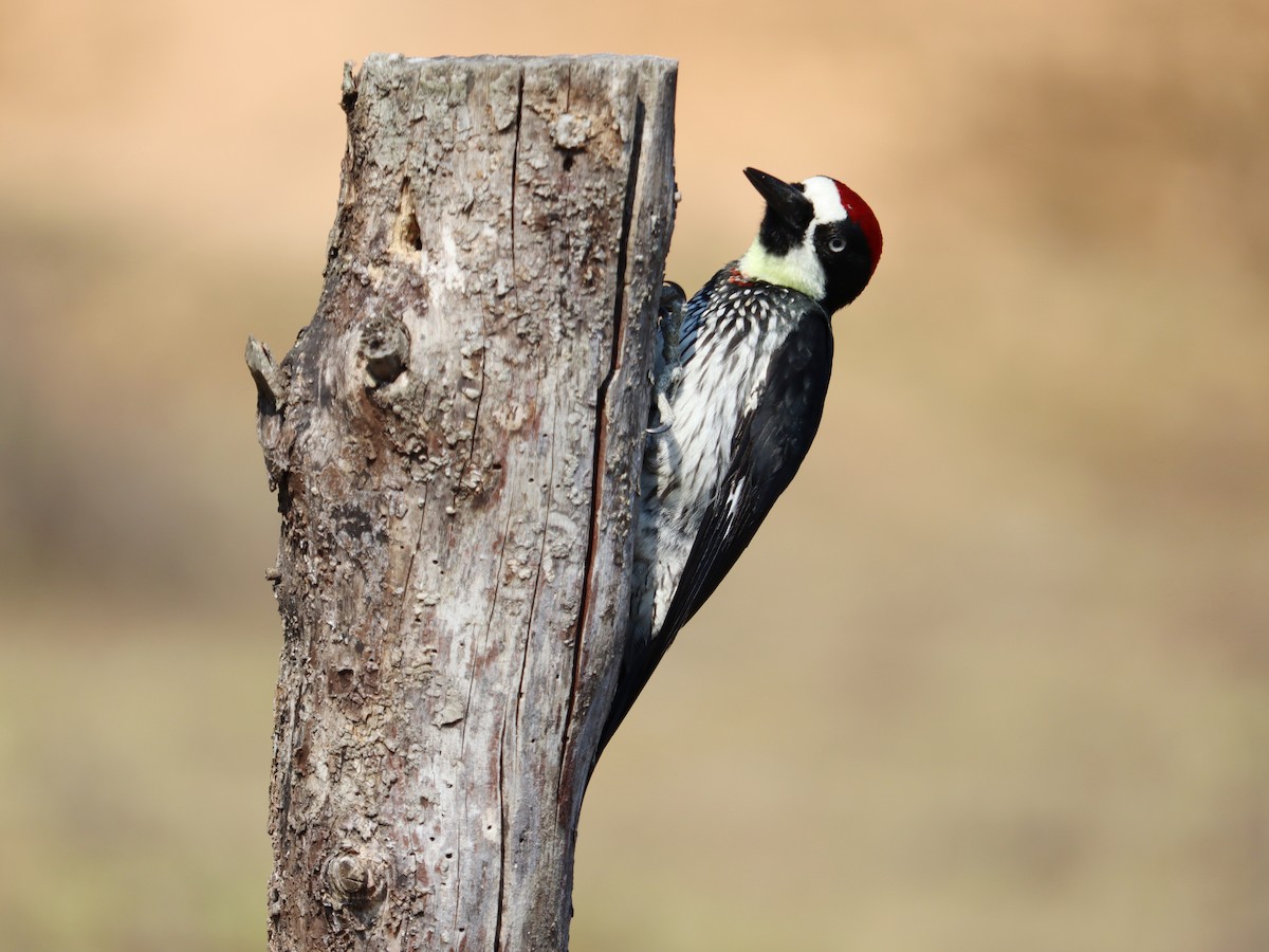 Acorn Woodpecker - ML616586001