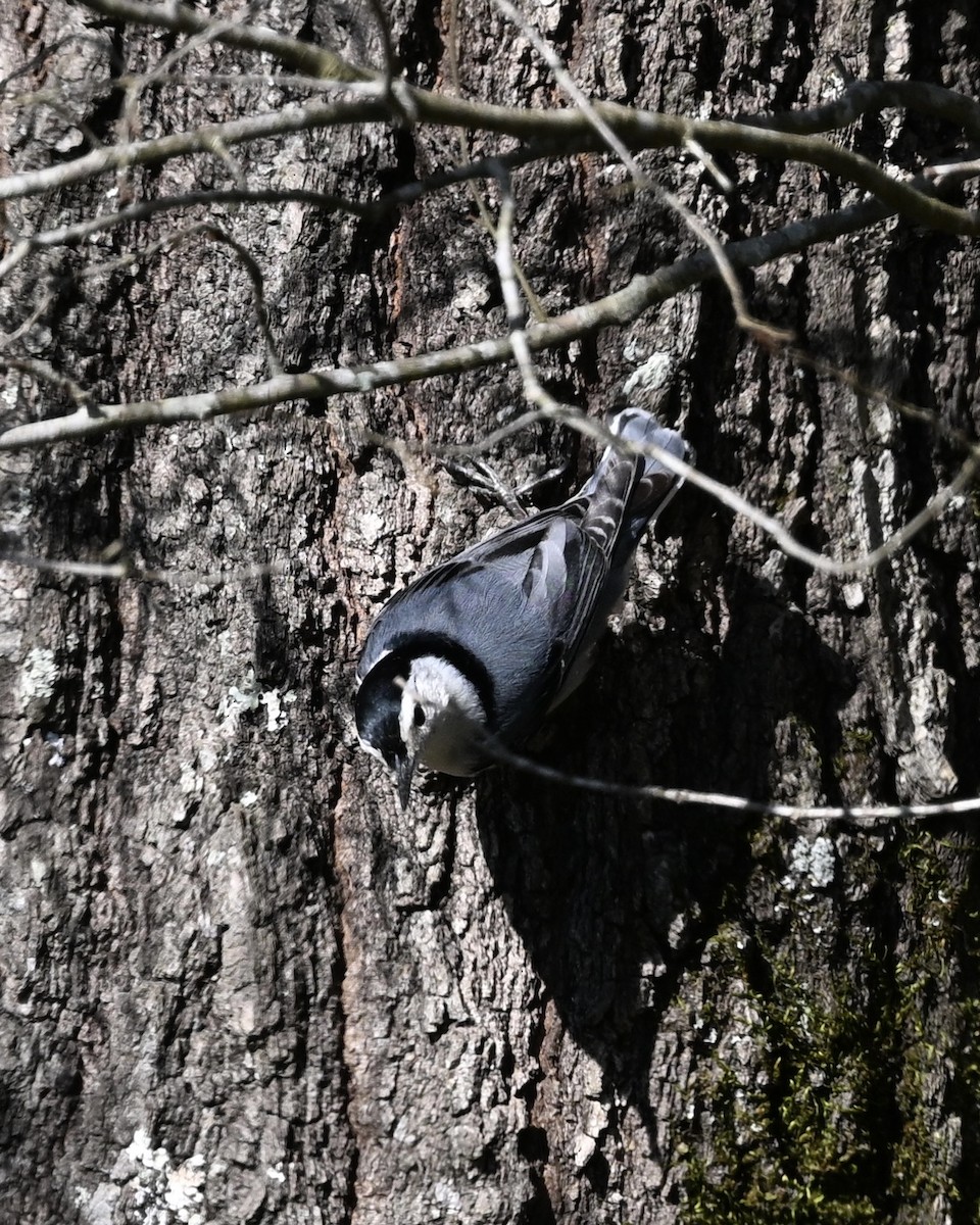 White-breasted Nuthatch - ML616586031