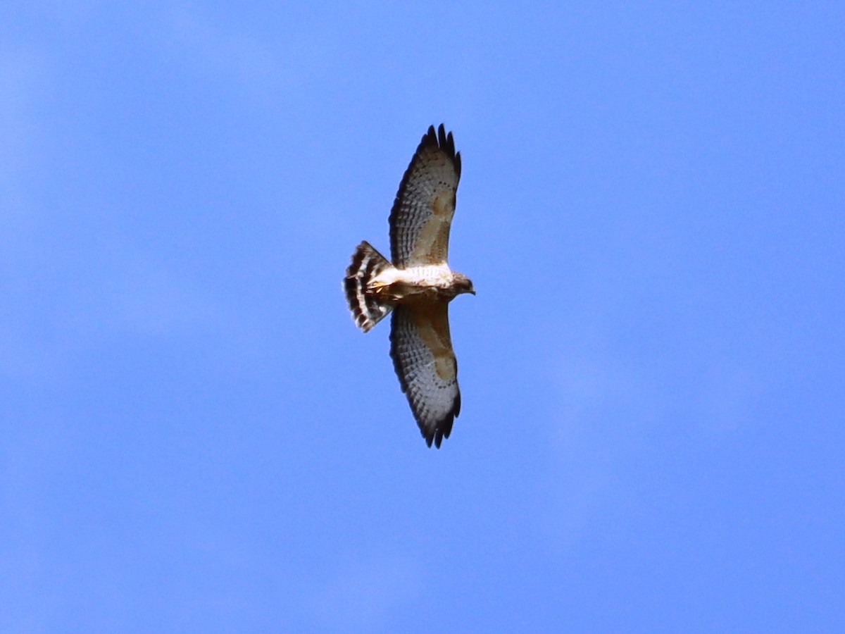 Broad-winged Hawk - ML616586034