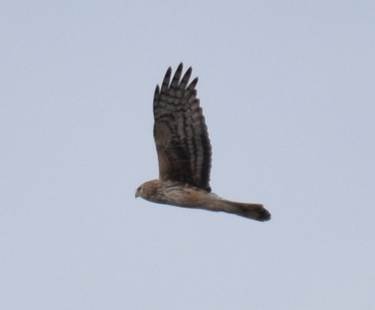 Northern Harrier - ML616586070