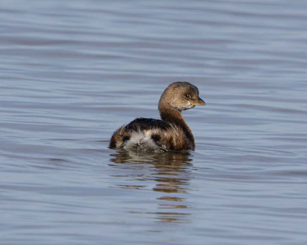 Pied-billed Grebe - ML616586084