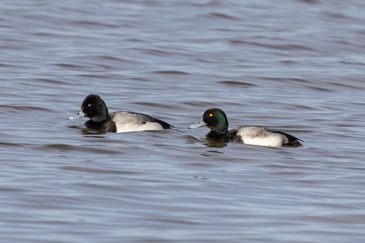 Greater Scaup - ML616586092