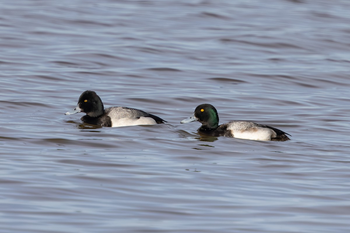 Lesser Scaup - ML616586102