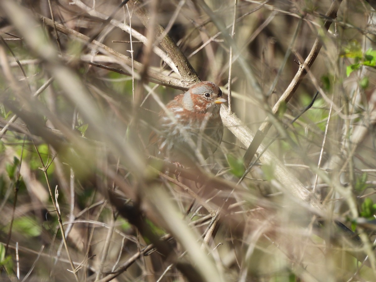 Fox Sparrow - ML616586137