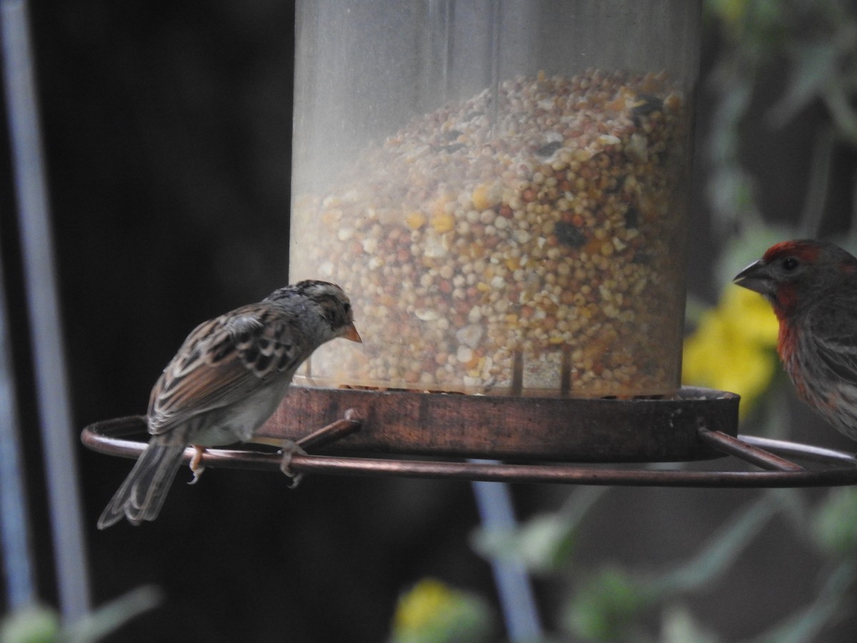 Clay-colored Sparrow - Chris Dean