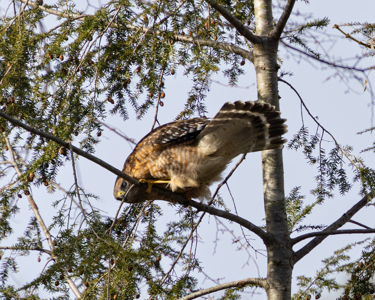 Red-shouldered Hawk - ML616586173