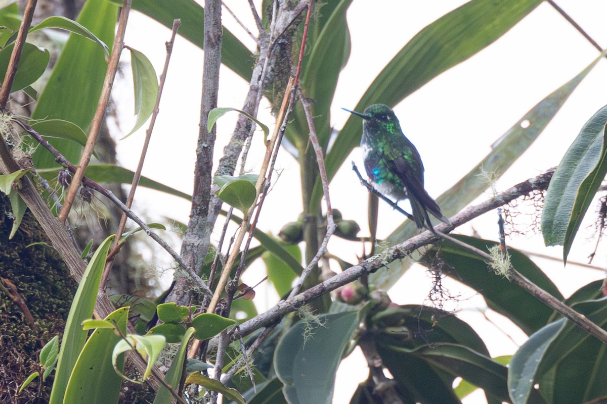 Emerald-bellied Puffleg - ML616586178