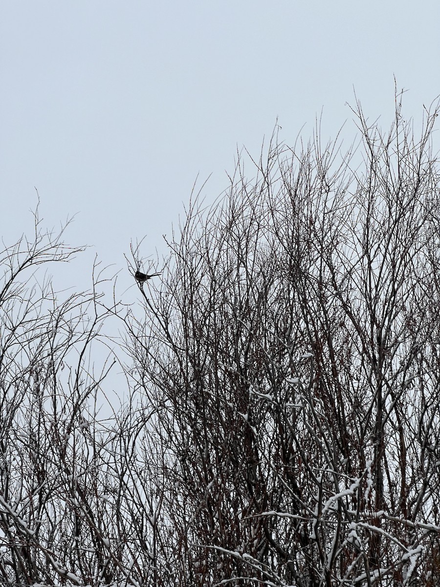 Spotted Towhee - ML616586183