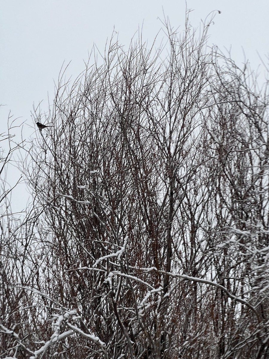 Spotted Towhee - ML616586184