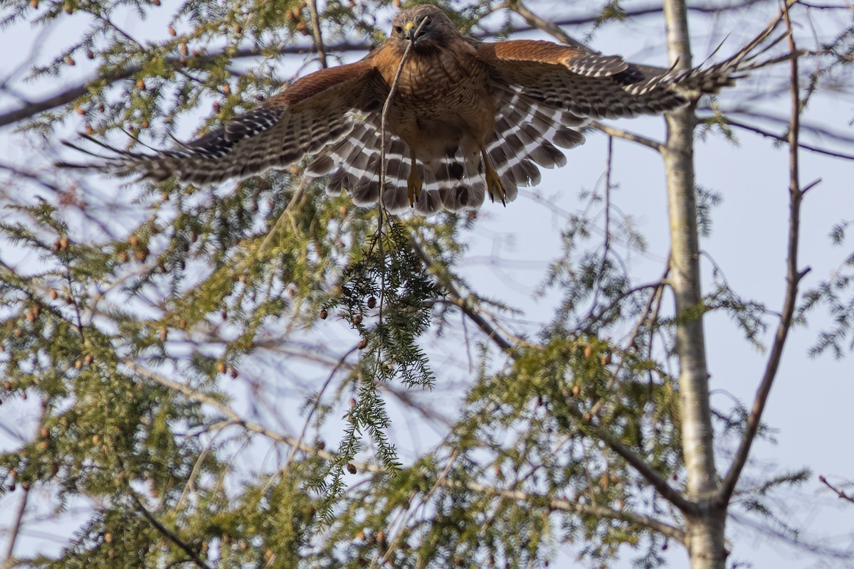 Red-shouldered Hawk - ML616586191