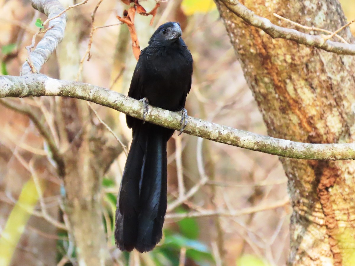 Groove-billed Ani - ML616586197