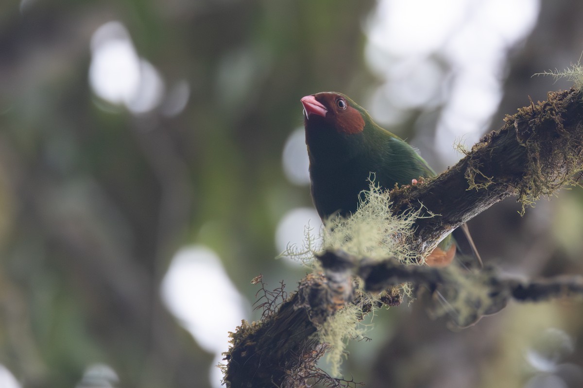 Grass-green Tanager - R M