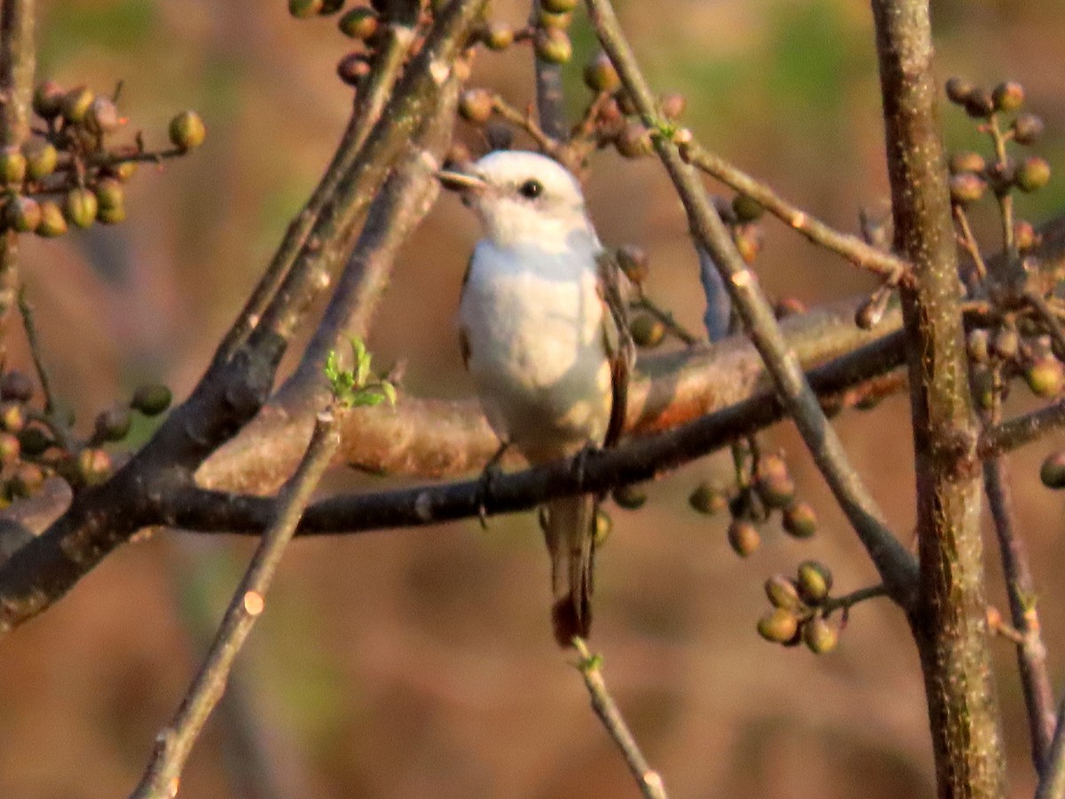 Scissor-tailed Flycatcher - Cynthia Tercero