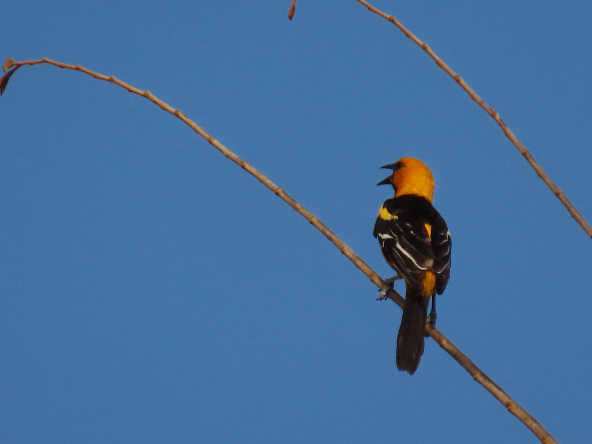 Oriole à gros bec - ML616586210