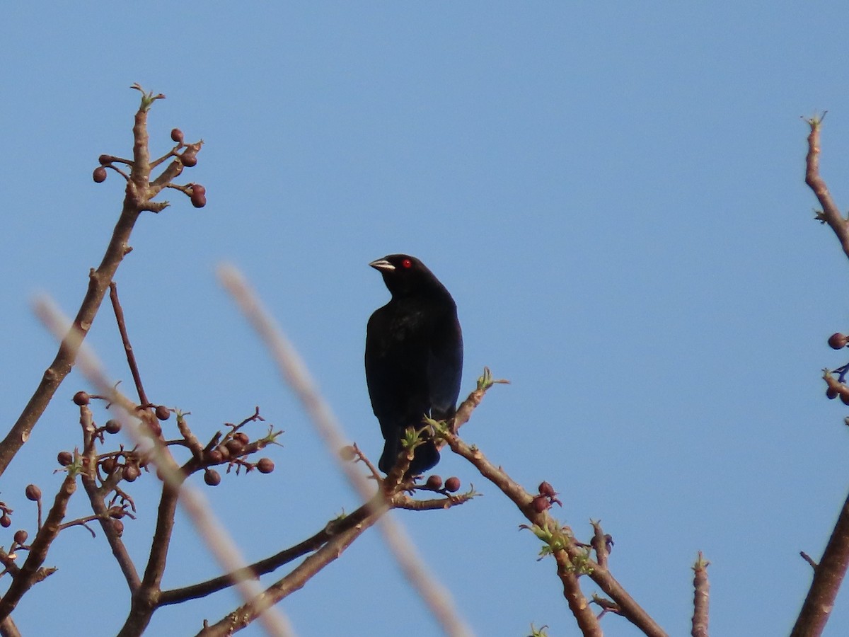 Bronzed Cowbird - ML616586219