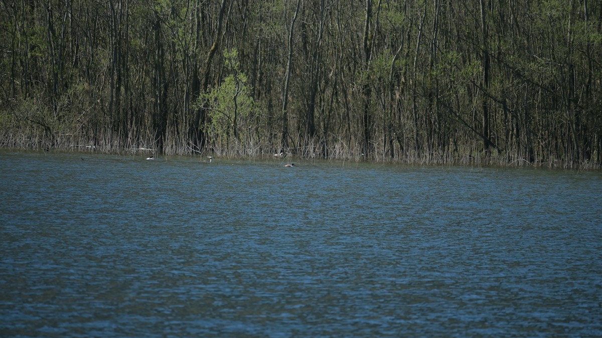 Northern Shoveler - ML616586231