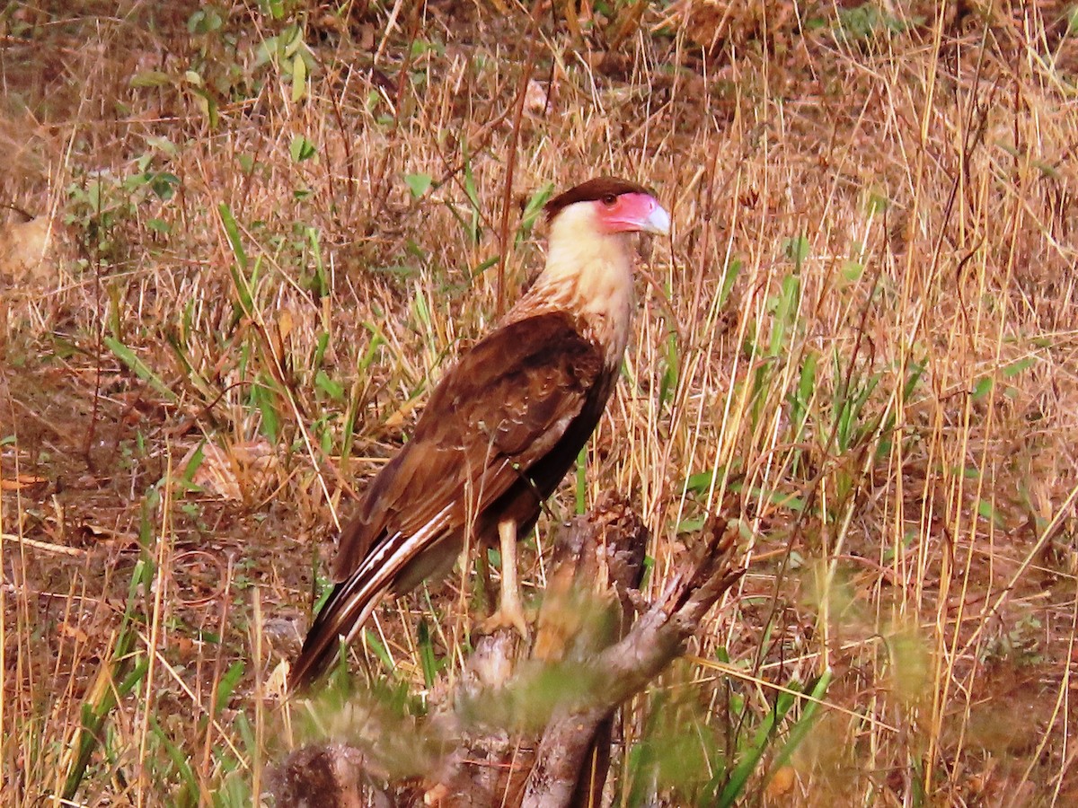 Crested Caracara - Cynthia Tercero