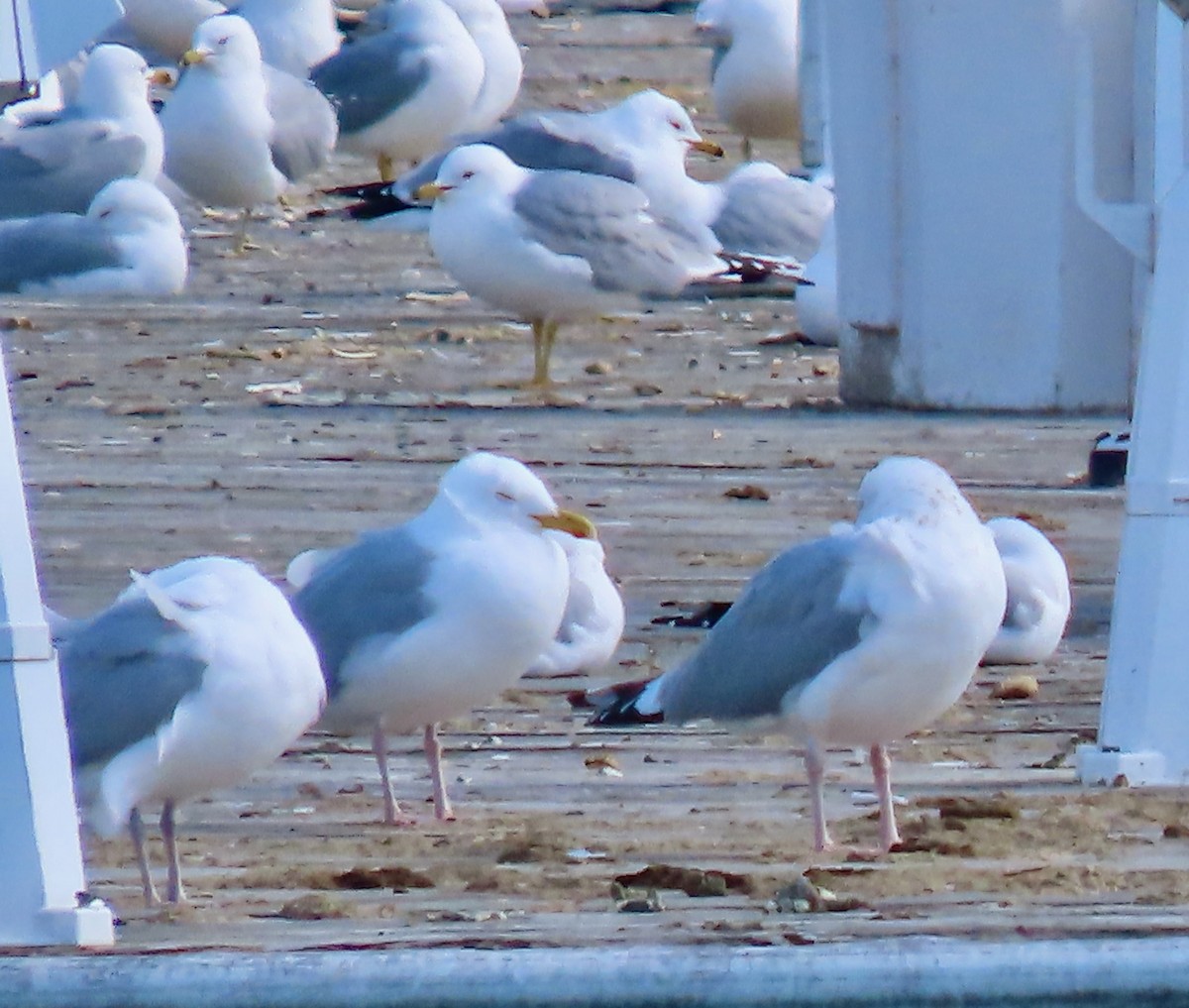 Ring-billed Gull - ML616586260