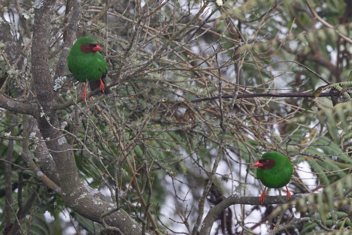 Grass-green Tanager - R M