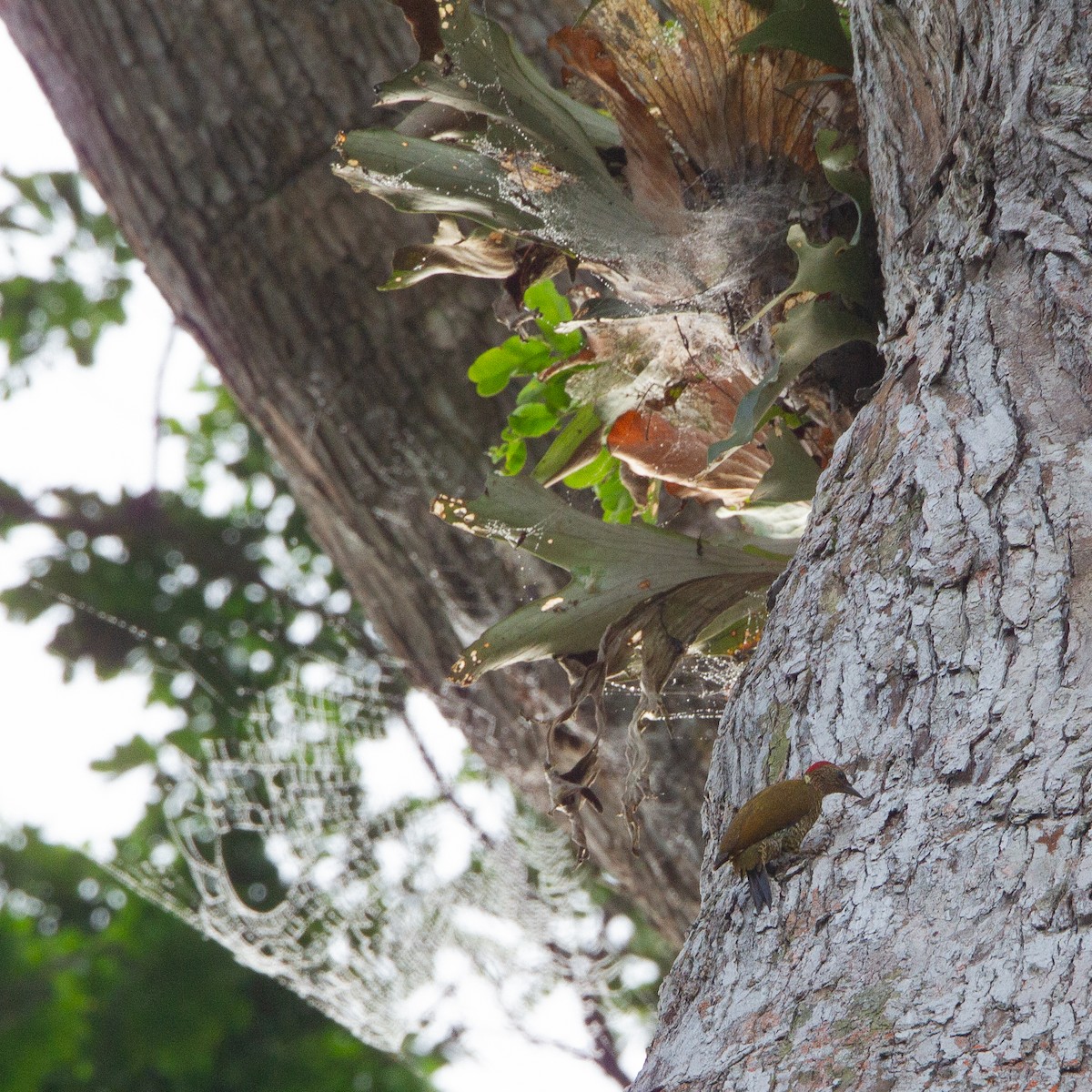 Green-backed Woodpecker (Little Green) - Werner Suter