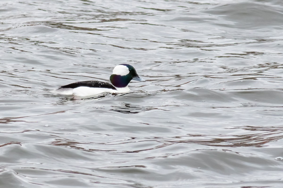 Bufflehead - ML616586299