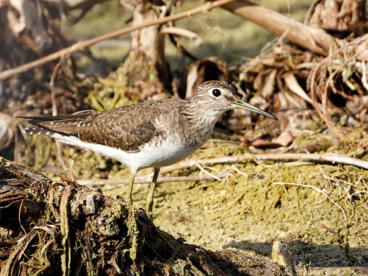 Solitary Sandpiper - ML616586302