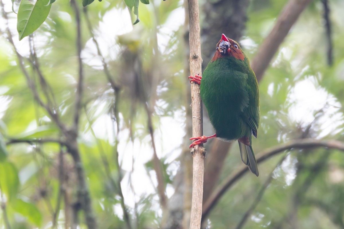 Grass-green Tanager - R M