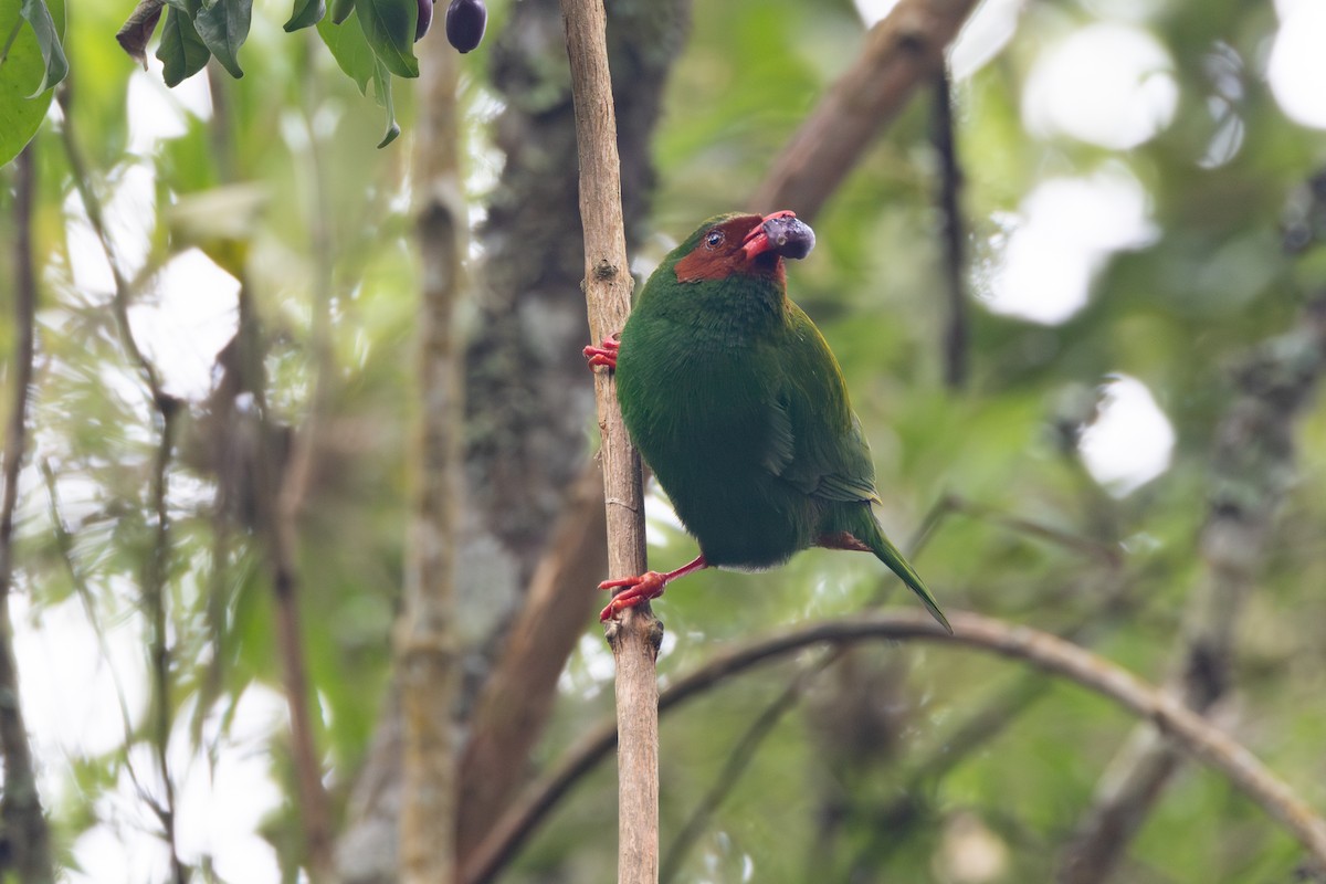 Grass-green Tanager - R M