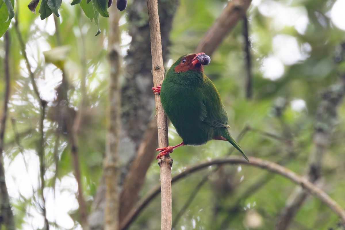 Grass-green Tanager - R M