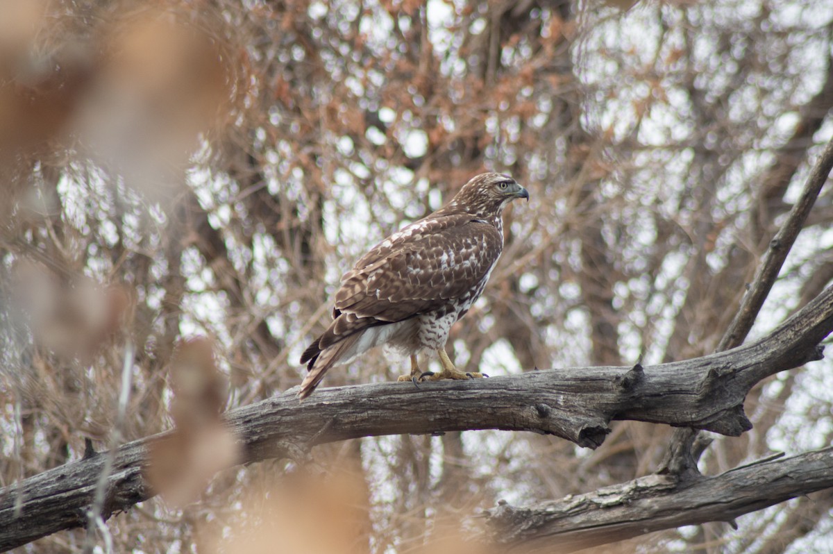 Red-tailed Hawk - Trenton Voytko