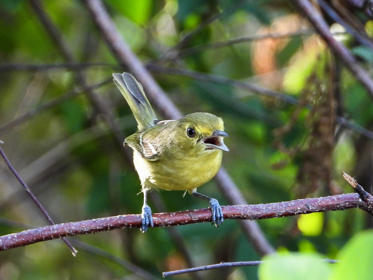 Mangrove Vireo (Northern Central America) - ML616586338