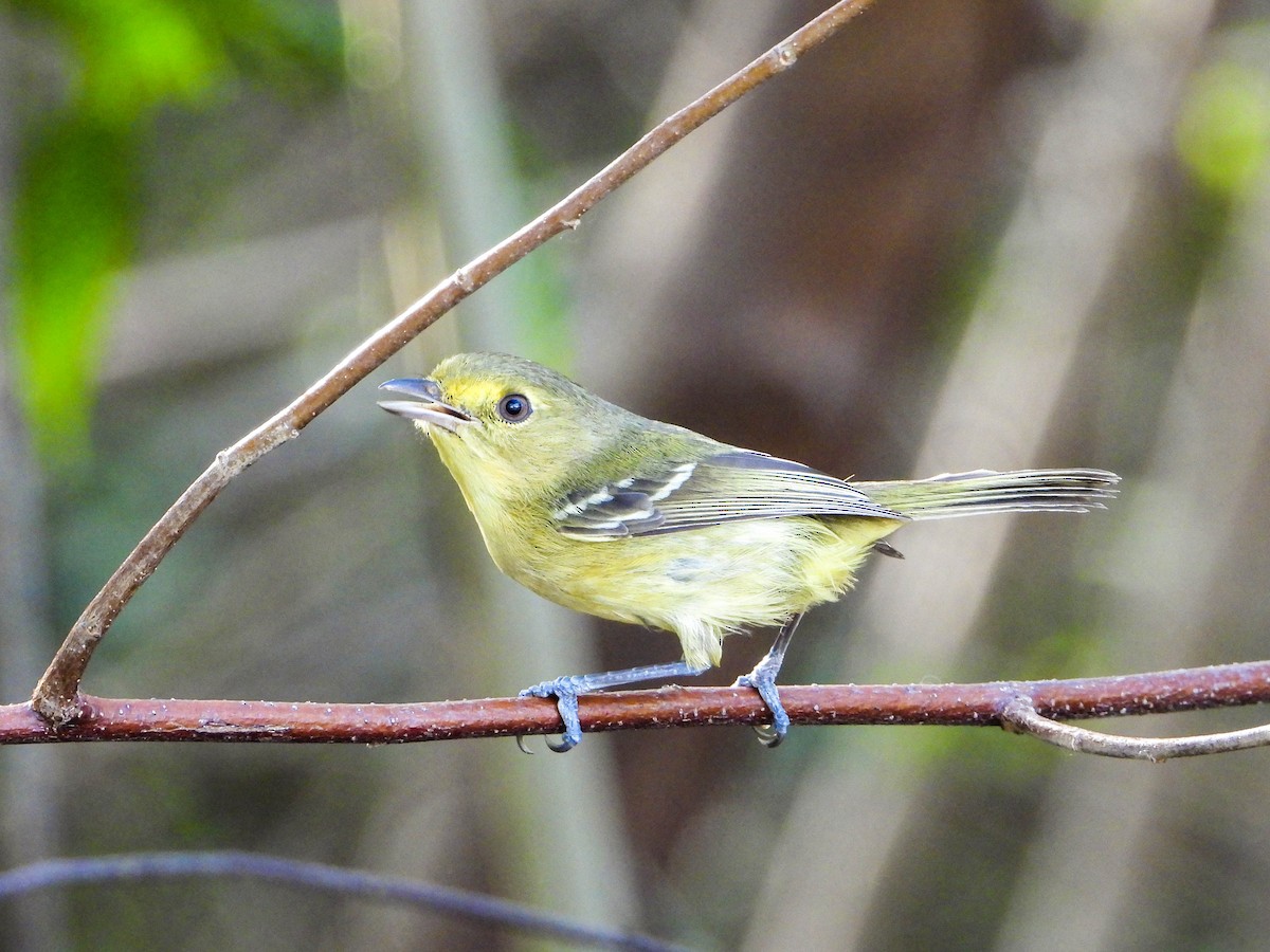 Vireo de Manglar (ochraceus/semiflavus) - ML616586339