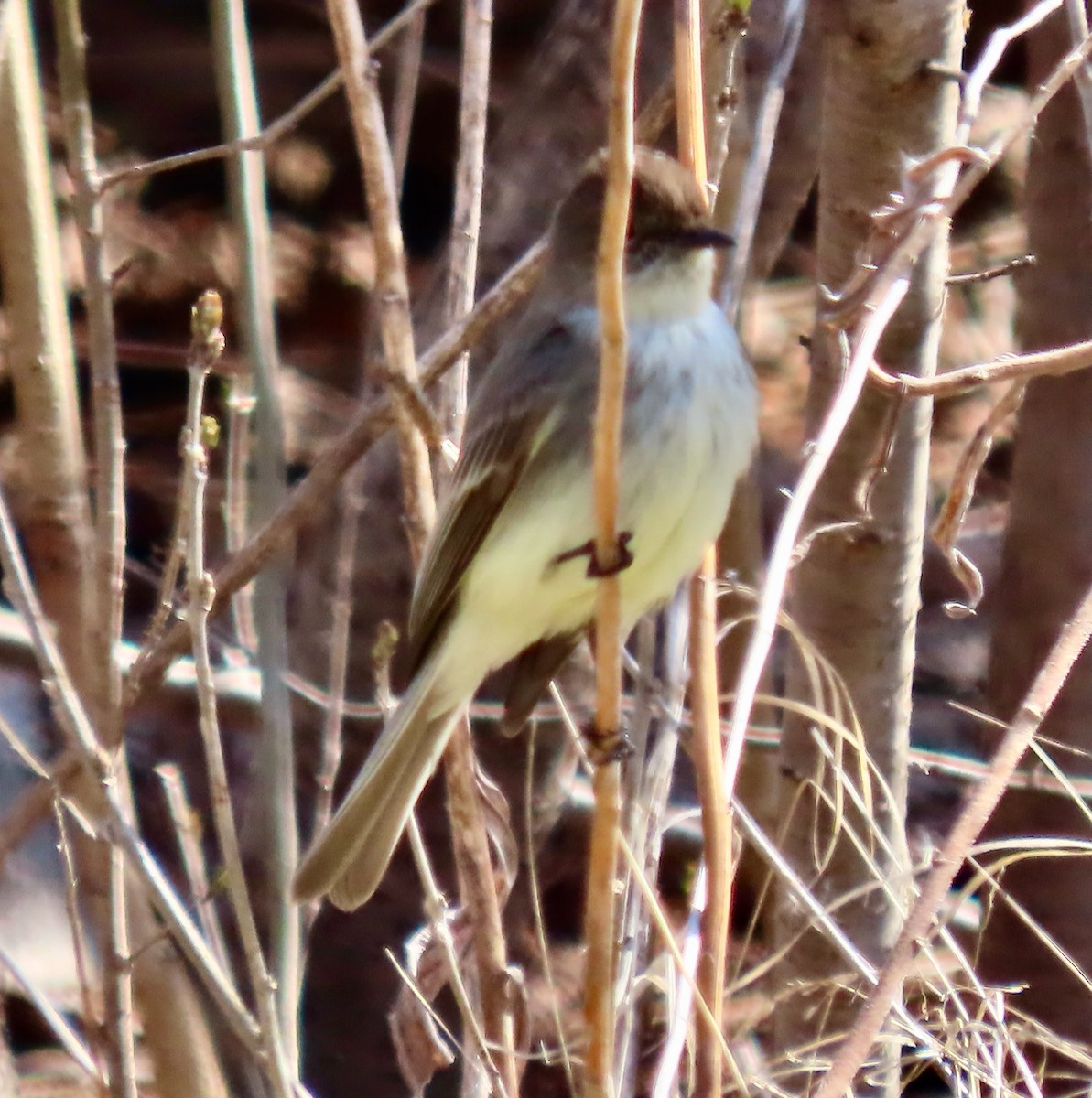 Eastern Phoebe - ML616586360