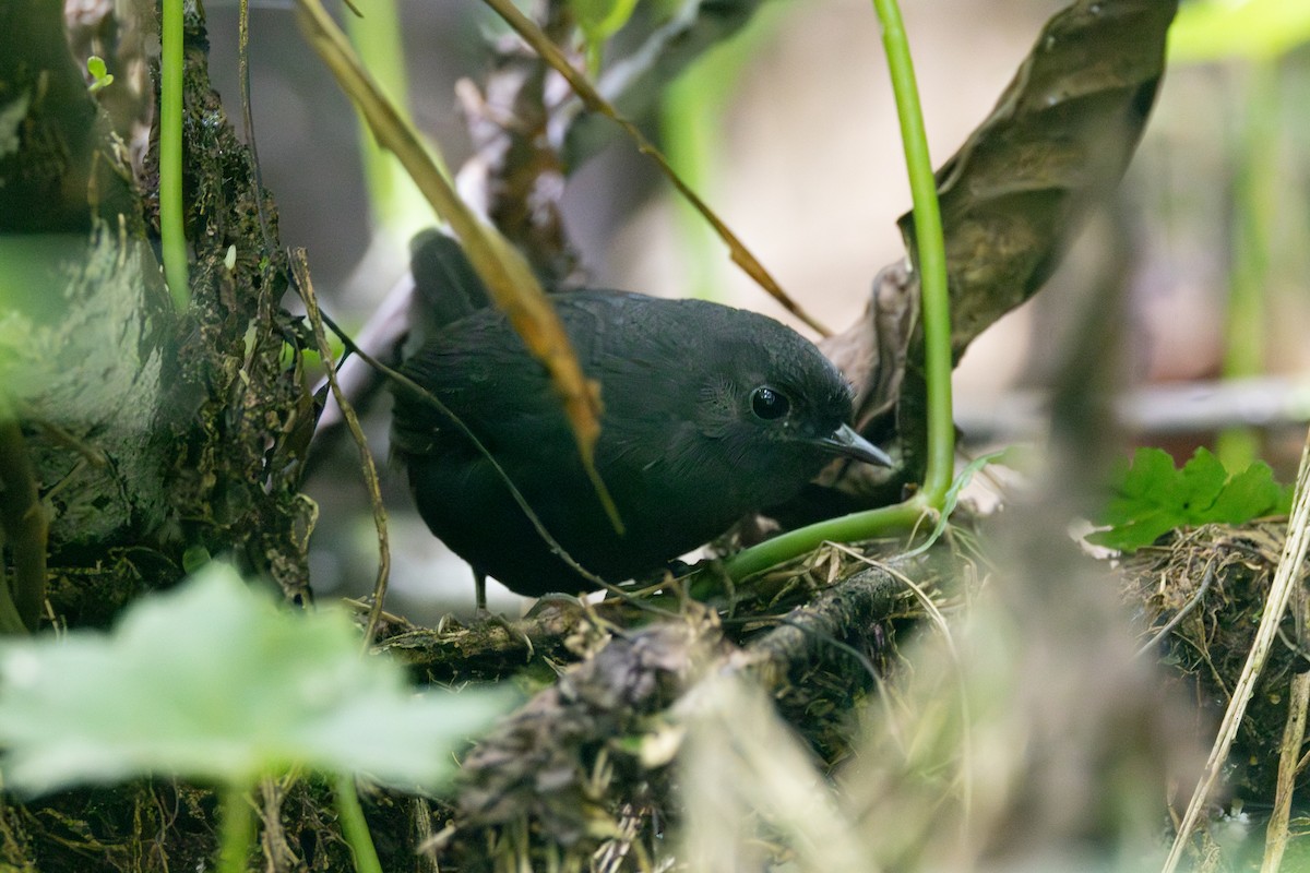 Blackish Tapaculo - ML616586430