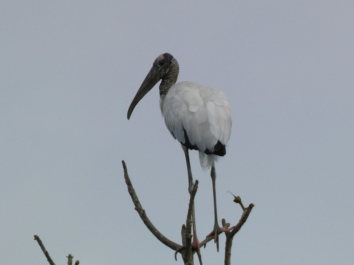 Wood Stork - Paul Suchanek